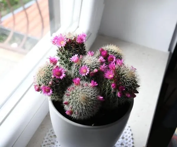 アパート Klara&ivan スプリト